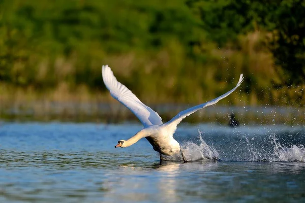 德国北莱茵 威斯特法伦州莱茵贝格河下游水域中的白天鹅 Cygnus Olor — 图库照片