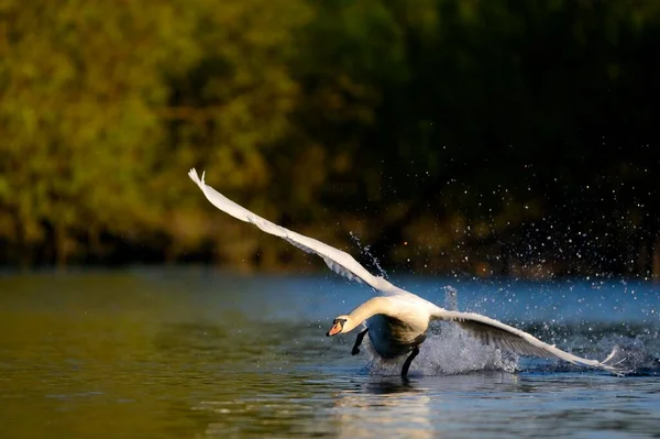 Mute Swan Cygnus Olor Water Attacking Rheinberg Lower Rhine Severní — Stock fotografie