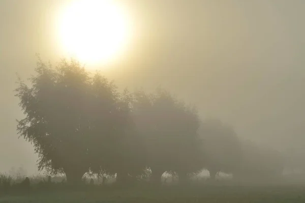 Arbres Soleil Qui Brille Dans Brouillard Dense Plaines Inondables Île — Photo
