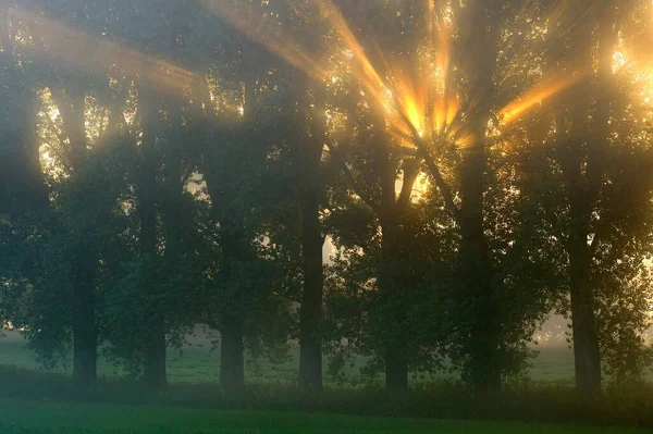 Солнечные Лучи Сияющие Через Ряд Деревьев Нидеррайн Северный Рейн Вестфалия — стоковое фото
