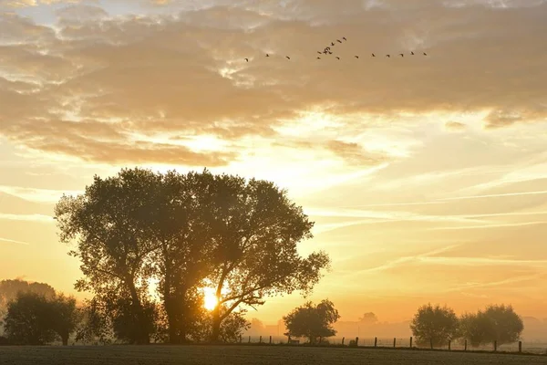 Восход Солнца Деревьями Летающие Птицы Осень Рейнберг Северный Рейн Вестфалия — стоковое фото