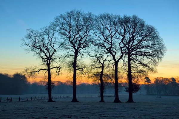 Blattlose Bäume Morgengrauen Sonnenaufgang Bei Schermbeck Niederrhein Nordrhein Westfalen Deutschland — Stockfoto