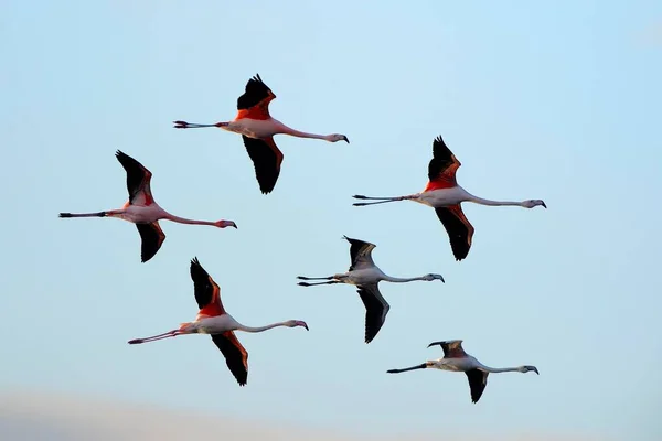 Flamingos Phoenicapterus Roseus Flygning Zwillbrocker Venn Vreden Nordrhein Westfalen Tyskland — Stockfoto