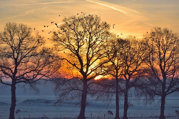 Blattlose Bäume Bei Sonnenaufgang Mit Einem Schwarm Waldtauben Columba Palumbus — Stockfoto