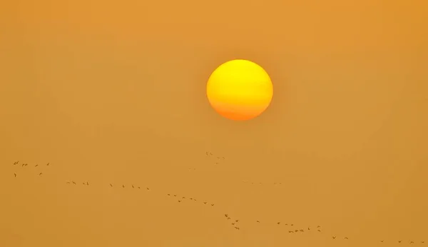 Grotere Witkopganzen Anser Albifrons Die Voor Ondergaande Zon Vliegen Xanten — Stockfoto