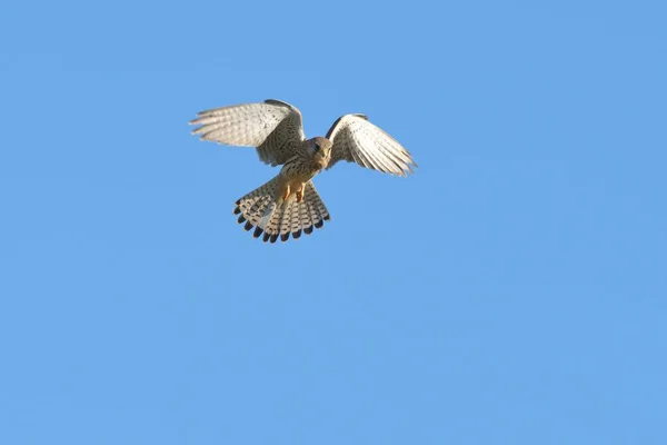 Hovering Femelle Crécerelle Falco Tinnunculus Rhin Inférieur Rhénanie Nord Westphalie — Photo