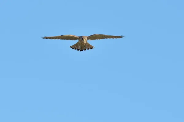 Kestrel Falco Tinnunculus Κάτω Ρήνος Βόρεια Ρηνανία Βεστφαλία Γερμανία Ευρώπη — Φωτογραφία Αρχείου