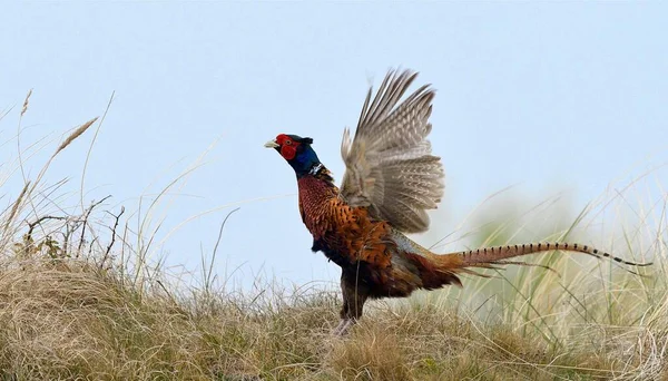 Courting Pheasant Pasianus Colchicus Texel North Holland Netherlands — 스톡 사진
