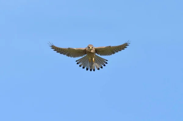 Zwevende Vrouwelijke Torenvalk Falco Tinnunculus Nederrijn Noordrijn Westfalen Duitsland Europa — Stockfoto