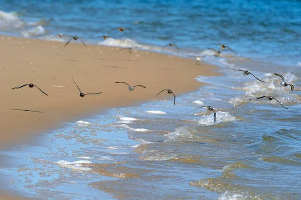 Flying Sanderlings Calidris Alba Plage Texel Îles Frisonnes Occidentales Hollande — Photo