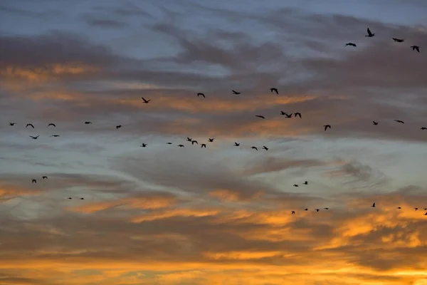 Великий Білий Лоб Гусака Anser Albifrons Літаючий Рій Заході Сонця — стокове фото
