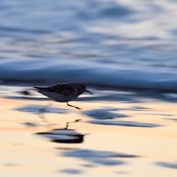 Sanderling Calidris Alba Працює Під Час Заходу Сонця Пляжі Задньому — стокове фото