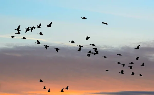 成群结队的大白鹅 在夕阳下飞翔 下莱茵 北莱茵 威斯特法伦 — 图库照片