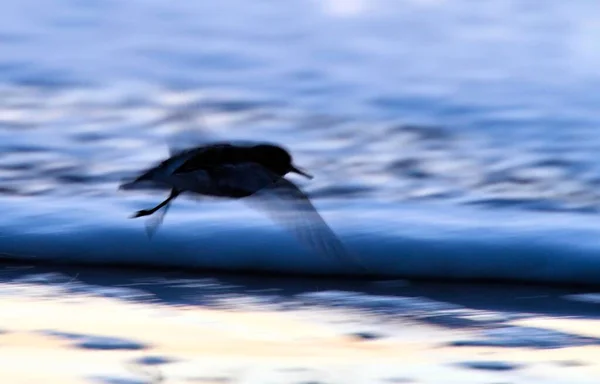 Flying Sanderling Calidris Alba Фоновому Світлі Пляжі Абстрактне Вечірнє Світло — стокове фото