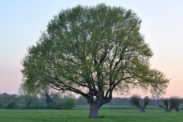 Англійський Дуб Quercus Robur Навесні Алпен Мензелен Нижній Рейн Північний — стокове фото