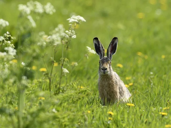European Hare Lepus Europaeus Sits Wiese Texel North Holland Netherlands — Stock Photo, Image