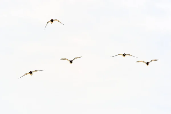 Cinco Apanhadores Ostras Eurásia Voadores Haematopus Ostralegus Texel Ilhas Frísia — Fotografia de Stock