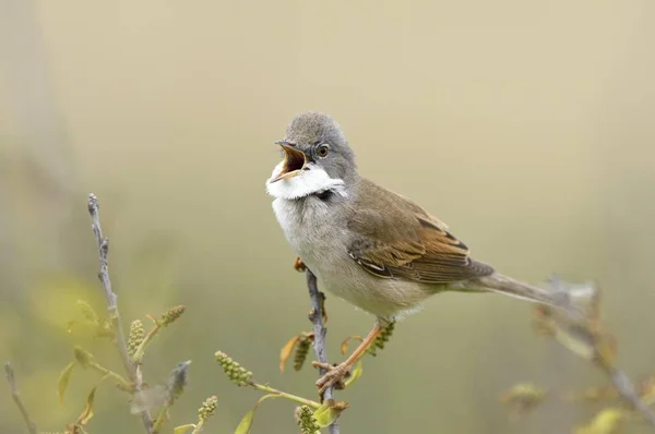 Common Whitethroat Sylvia Communis Male Singer Texel North Holland Netherlands — 스톡 사진