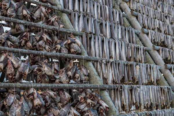 Ryby Podwieszane Suszenia Drewnianym Stelażu Svolvaer Lofoten Norwegia Europa — Zdjęcie stockowe