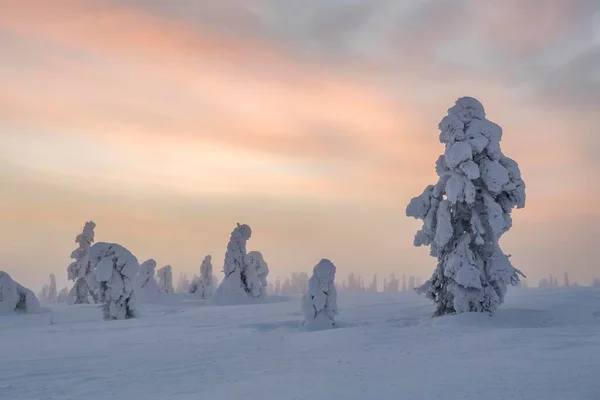 Snowy Bomen Bij Zonsondergang Winterlandschap Nationaal Park Pyh Luosto Lapland — Stockfoto