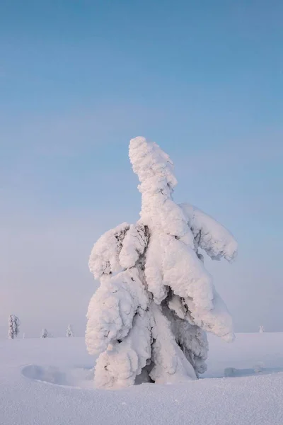 Sneeuwboom Winterlandschap Nationaal Park Pyh Luosto Lapland Finland Europa — Stockfoto