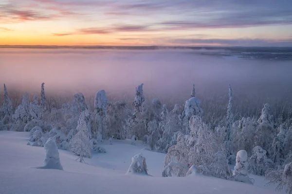 Mist Besneeuwde Bomen Bij Zonsondergang Winterlandschap Nationaal Park Pyh Luosto — Stockfoto