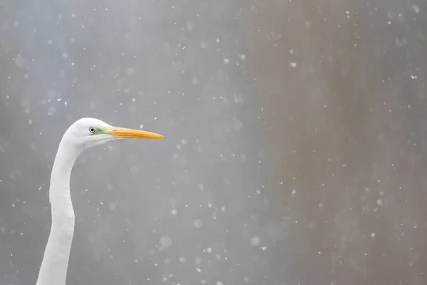 Great Egret Ardea Alba Πορτρέτο Ζώων Snowfall Έσση Γερμανία Ευρώπη — Φωτογραφία Αρχείου