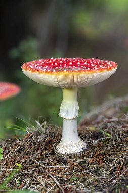 Fly agaric (Amanita muscaria) on forest soil, toxic, Syddanmark, Denmark, Europe clipart