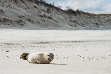 Harbor seal (Phoca vitulina) on the beach of Langeoog, East Frisia, Lower Saxony, Germany, Europe clipart