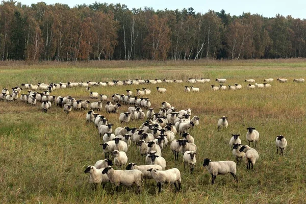 Черноголовые Овцы Ovis Стадо Овец Соленом Лугу Fischland Dar Zingst — стоковое фото