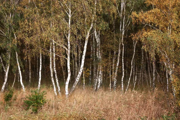 Birches Betula Wood Osterwald Fischland Dar Zingst Western Pomerania Lagoon — 스톡 사진