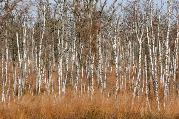 Birches Mortos Betula Floresta Osterwald Fischland Dar Zingst Parque Nacional — Fotografia de Stock