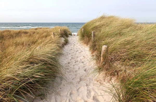 Camino Playa European Marram Grass Ammophila Arenaria Darer Ort Fischland — Foto de Stock