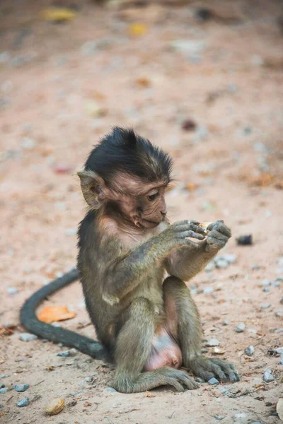 Macaco Pequeno Macaca Alimentação Animais Jovens Parque Arqueológico Angkor Província — Fotografia de Stock