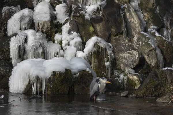 Grey Heron Ardea Cinerea Standing Water Front Icy Waterfall Wilhelmshhe — Stock Photo, Image