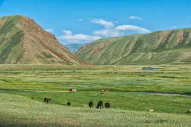 Sheep herd grazing along a mountain river, Naryn gorge, Naryn Region, Kyrgyzstan, Asia clipart