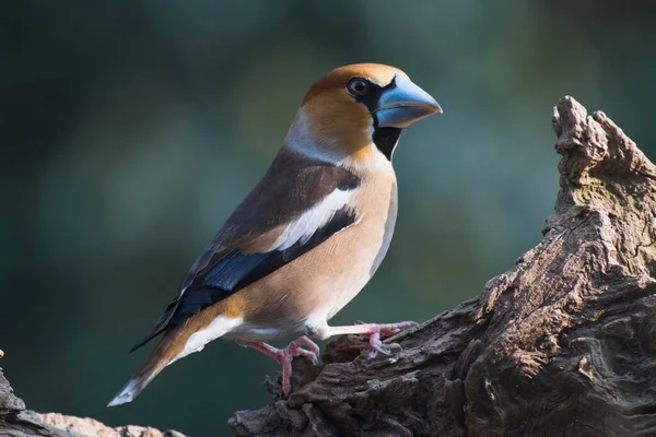 Hawfinch Coccothraustes Coccothraustes Sits Deadwood Emsland Lower Saxony Germany Europe — Stock Photo, Image