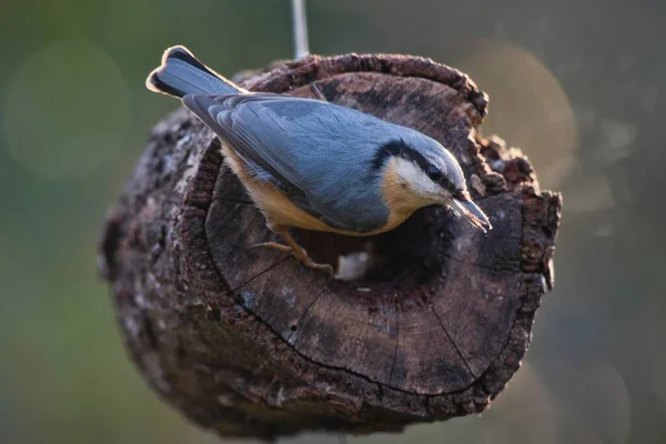 stock image Eurasian nuthatch (Sitta europaea), sits on deadwood, Emsland, Lower Saxony, Germany, Europe