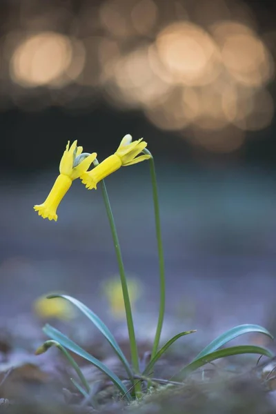 Narciso Narcissus Cyclamineus Con Reflejos Luz Emsland Baja Sajonia Alemania —  Fotos de Stock
