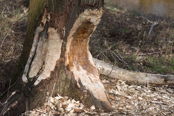 Marcas Alimentación Castor Europeo Castor Fiber Tronco Roble Quercus Robur — Foto de Stock