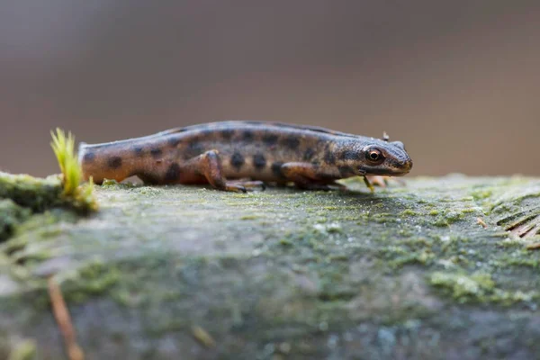 stock image Common newt (Lissotriton vulgaris), sits on deadwood, Emsland, Lower Saxony, Germany, Europe