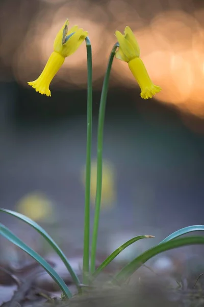 Cyclamen Flowered Daffodils Narcissus Cyclamineus Emsland Nedersaksen Duitsland Europa — Stockfoto
