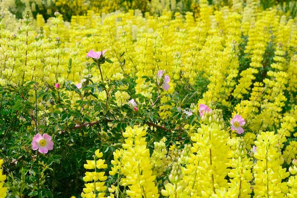 Kvetoucí Žluté Vlčí Borovice Lupinus Divokými Růžemi Valle Exploradores Poblíž — Stock fotografie