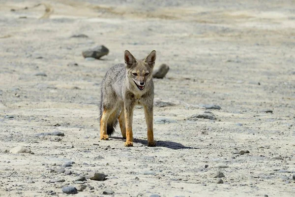 South American Gray Fox Lycalopex Griseus Chaltn Province Santa Cruz — Stock Photo, Image