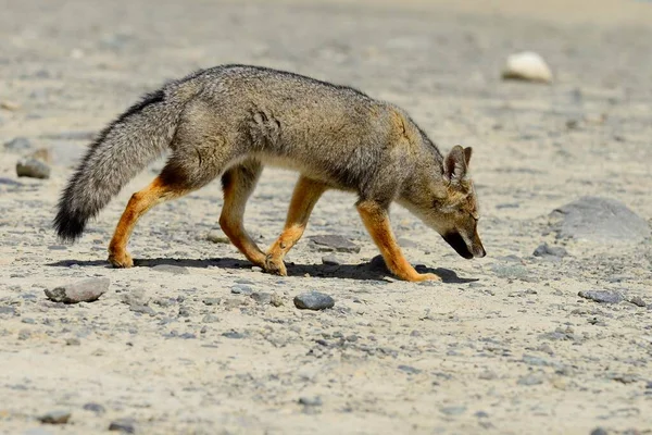 南美洲灰狐 Lycalopex Griseus 靠近南美洲巴塔哥尼亚圣克鲁斯省El Chaltn — 图库照片