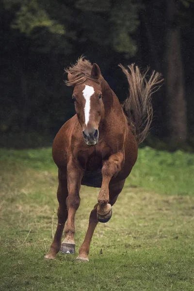Equus Çayırda Sviçre Avrupa Dört Nala Koşar — Stok fotoğraf