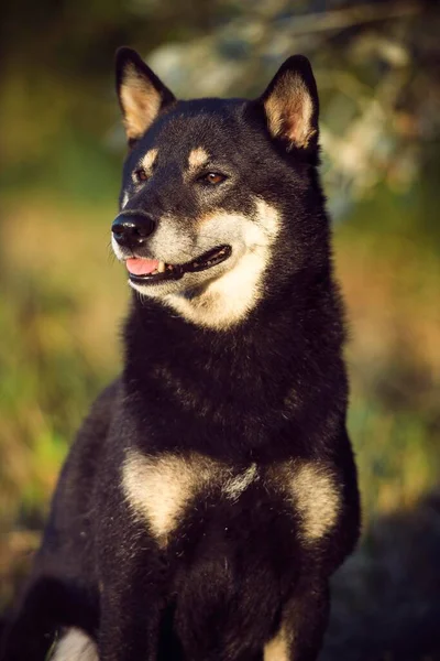 Shiba Inu Canis Lupus Familiaris Sittande Djurporträtt Schweiz Europa — Stockfoto