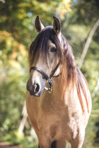 Andalúziai Kanca Equus Állatportré Fák Előtt Svájc Európa — Stock Fotó