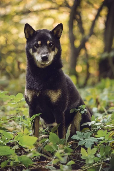 Shiba Inu Canis Lupus Familiaris Sentado Bosque Suiza Europa —  Fotos de Stock