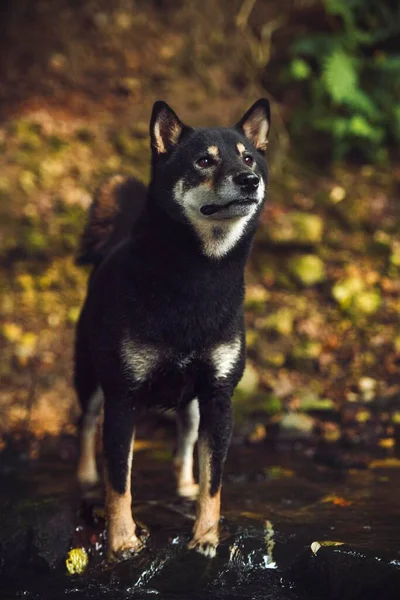 Shiba Inu Canis Lupus Familiaris Standing Brook Швейцария Европа — стоковое фото